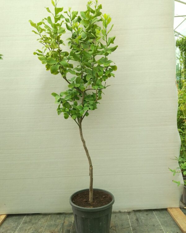 Citrus lemon