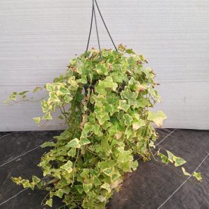 Hedra