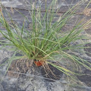 Pennisetum - 12CM