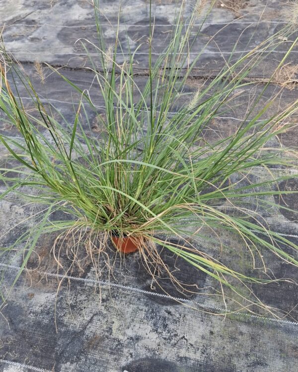 Pennisetum