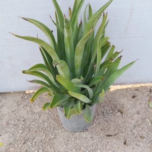 Agave attenuata - 18CM