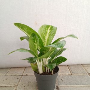 Aglonema - 12cm