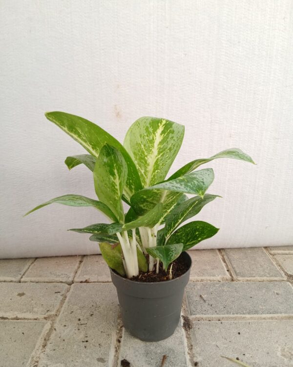 Begonia rex