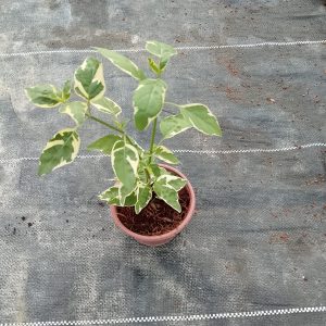 Asystasia gangetica (Mix colour) - 9CM