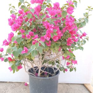 Bougainvillea - Ball - 25L