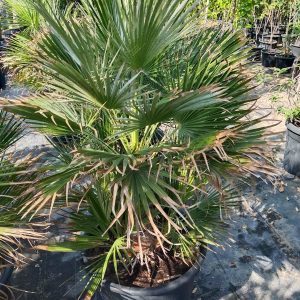 Chamaerops humilis - 50L
