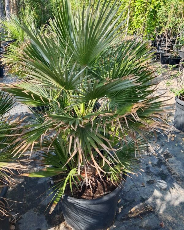 Chamaerops humilis