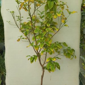Citrus lemon - 12.5L