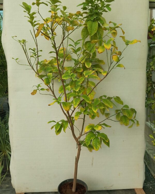 Citrus lemon