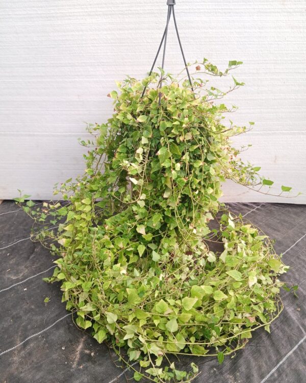 Hedera helix