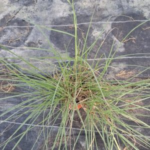 Pennisetum - 12CM