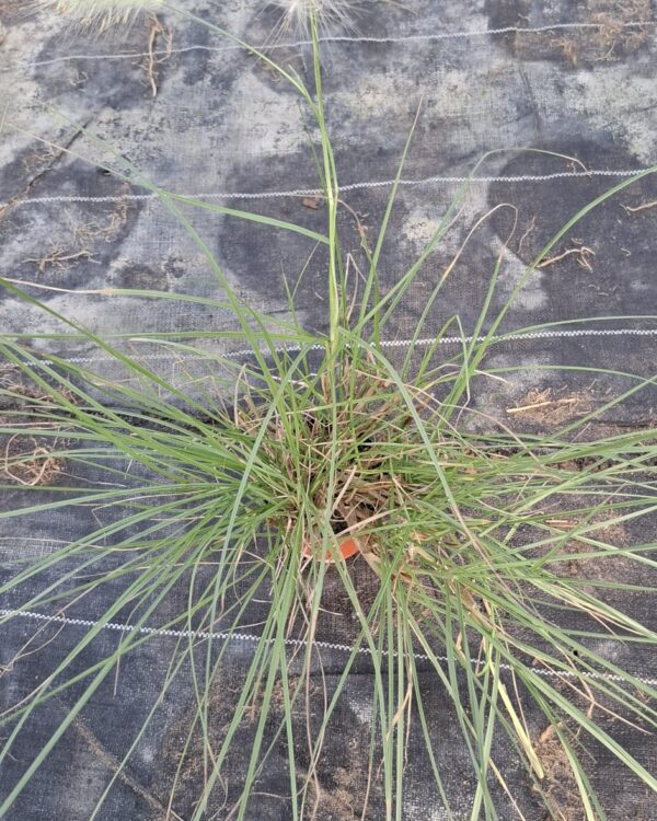 Pennisetum