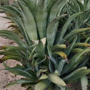 Agave attenuata - 22CM