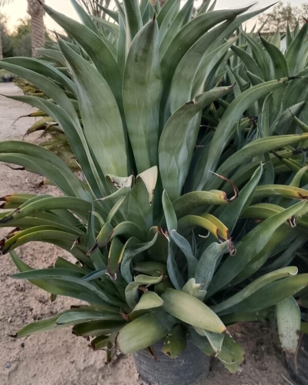 Agave attenuata