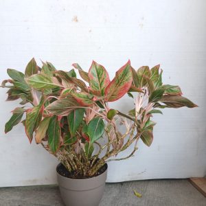 Aglonema - 25CM