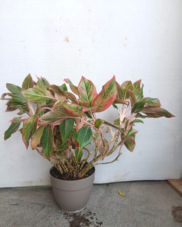 Aglaonema "siam aurora"