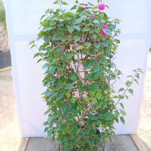Bougainvillea - Box - 35L
