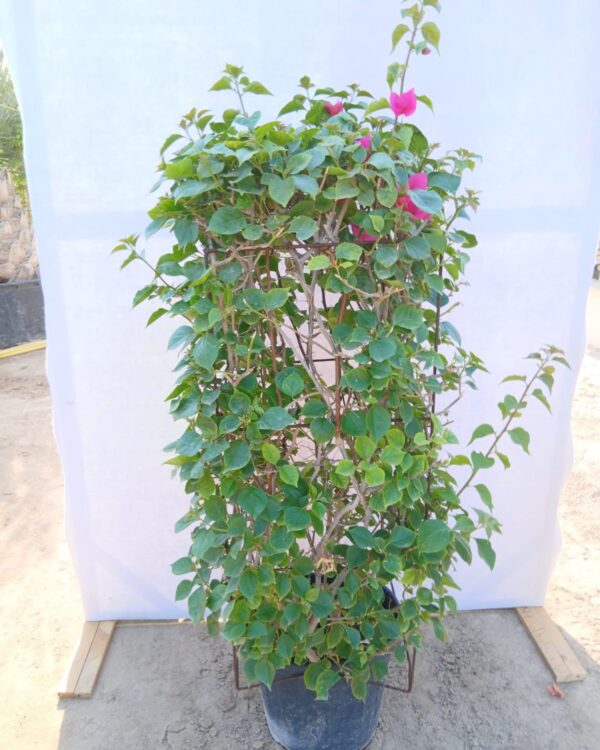 Bougainvillea