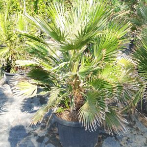 Chamaerops humilis - 55L