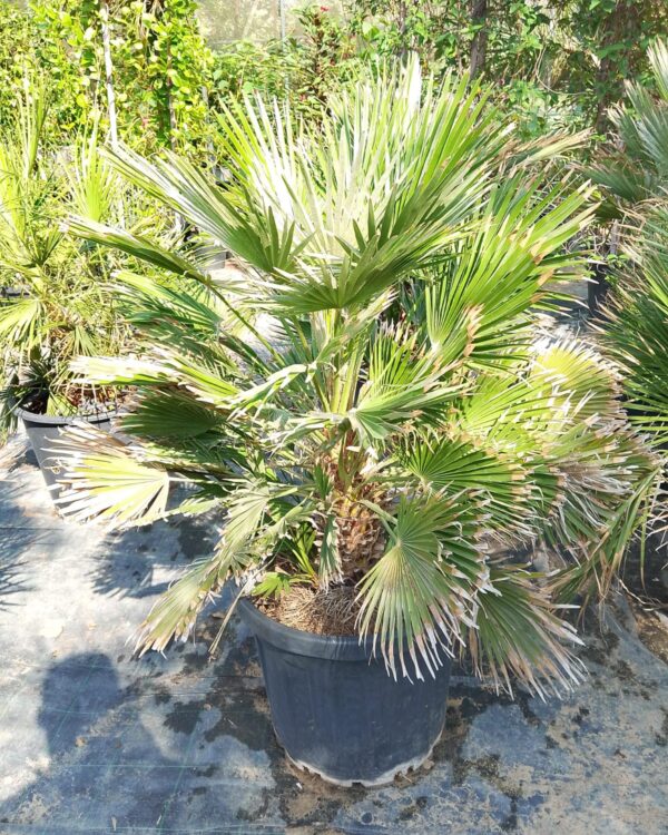 Chamaerops humilis