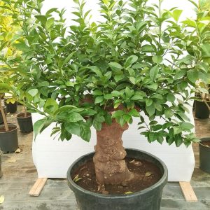 Citrus lemon (New for Luqta) - 250L