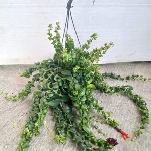 Lipstick plant