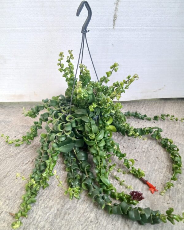 Aeschynanthus radicans