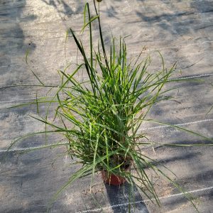 Pennisetum alopecuroides - 12CM