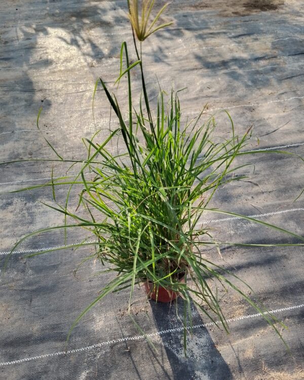 Pennisetum alopecuroides