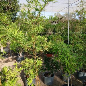 Bamboo - 25L