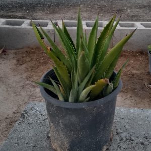 Agave sisalana - 16CM