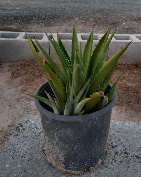 Agave sisalana