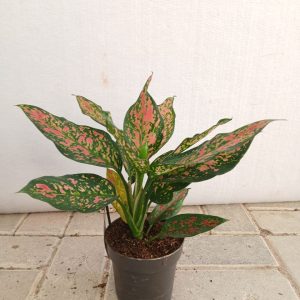 Aglonema - 12CM