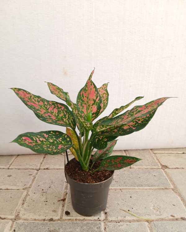Phlebodium aureum
