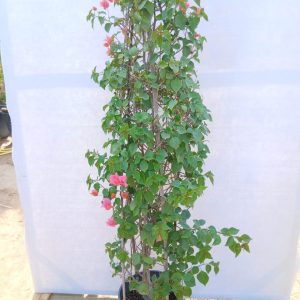 Bougainvillea - Cone - 15L