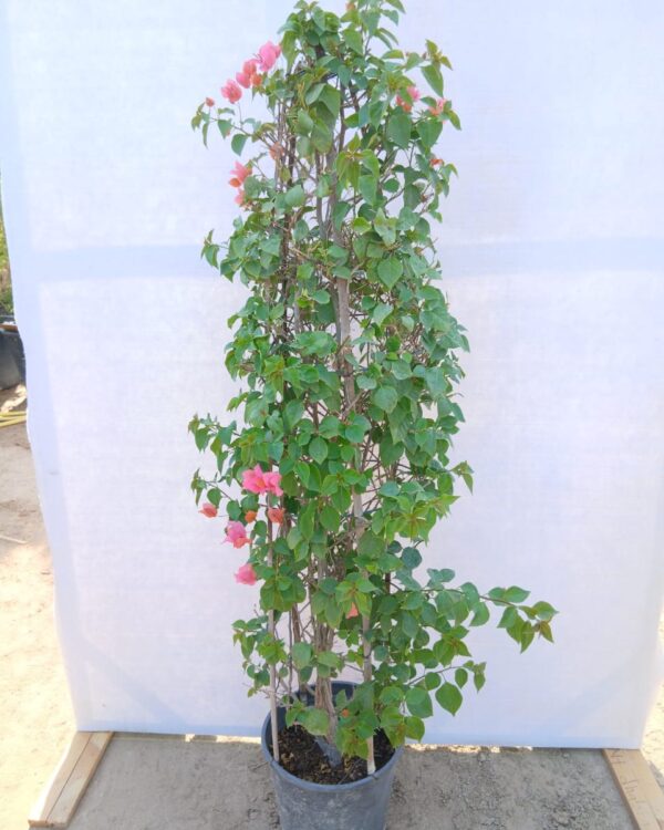 Bougainvillea