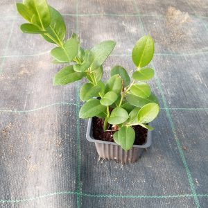 Carissa macrocarpa(Not Ready) - 9CM