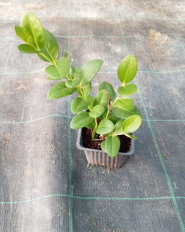 Carissa macrocarpa(Not Ready)