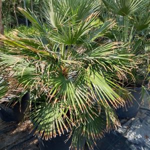 Chamaerops humilis - 90L