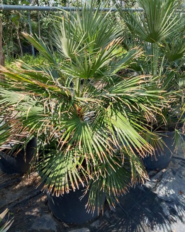 Chamaerops humilis