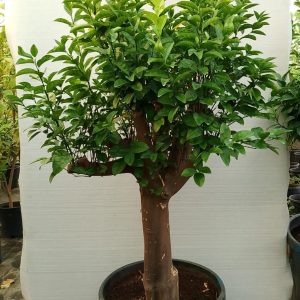 Citrus Orange - 90L