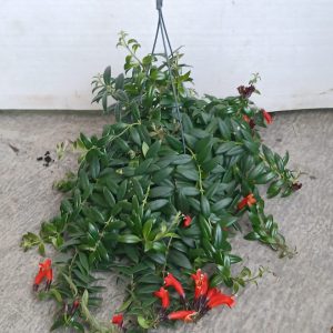 Lipstick plant