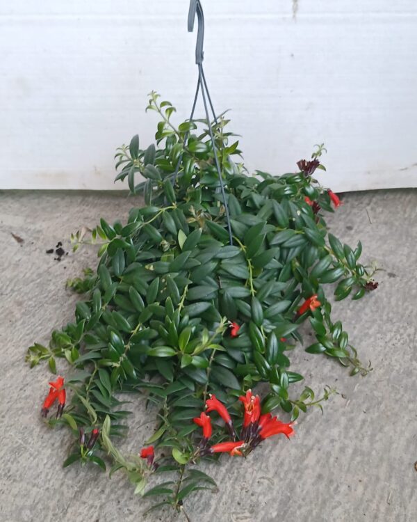 Aeschynanthus "Twister XL"
