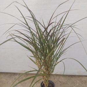 Pennisetum rubrum - 9CM