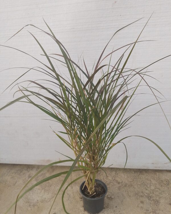Pennisetum rubrum