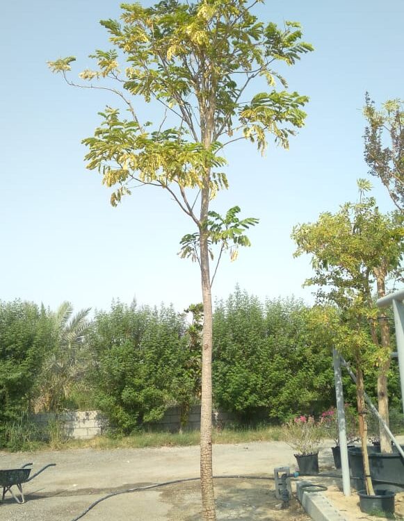 Albizia lebbeck