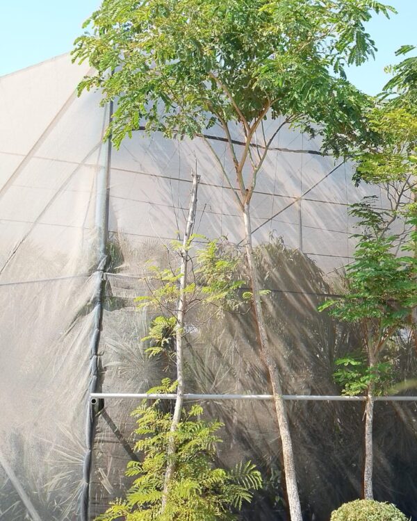 Albizia lebbeck