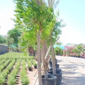 Azadirachta indica - 210L