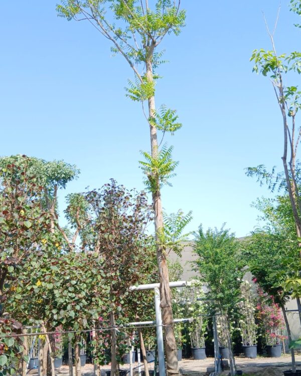 Azadirachta indica