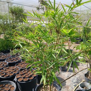 Bamboo - 50L